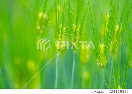 【新緑素材】青麦畑と青空【長野県】 124119522