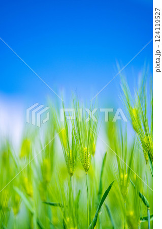 【新緑素材】青麦畑と青空【長野県】 124119527