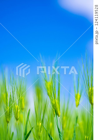 【新緑素材】青麦畑と青空【長野県】 124119528