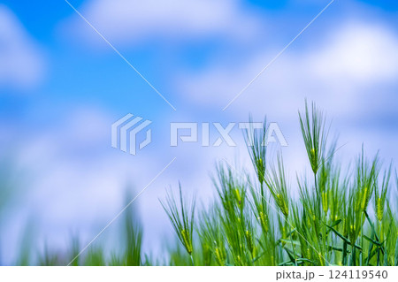 【新緑素材】青麦畑と青空【長野県】 124119540