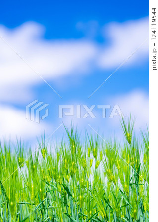 【新緑素材】青麦畑と青空【長野県】 124119544