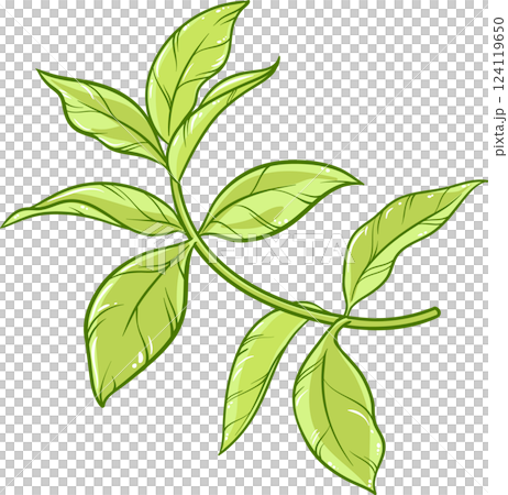 Tea Plant with Leaves Colored Detailed Illustration Tea Plant with Leaves Colored Detailed Illustration 124119650