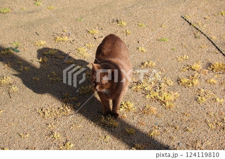 瀬戸内の島の猫 124119810