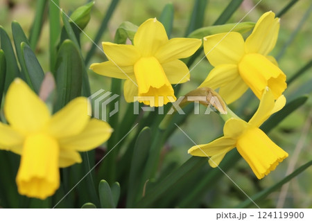 早春の庭に咲くミニスイセン(テターテート)の黄色い花 早春の庭に咲くミニスイセン(テターテート)の黄色い花 124119900