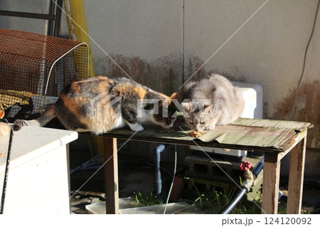瀬戸内の島の猫 瀬戸内の島の猫 124120092
