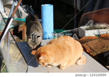 瀬戸内の島の猫 124120094