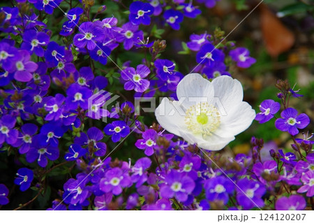 アネモネとベロニカ・オックスフォードブルー 124120207