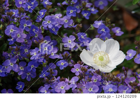 アネモネとベロニカ・オックスフォードブルー 124120209