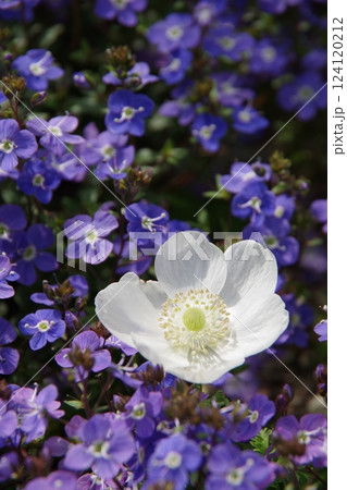 アネモネとベロニカ・オックスフォードブルー 124120212
