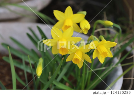 早春の庭に咲くミニスイセン（テターテート）の黄色い花 124120289