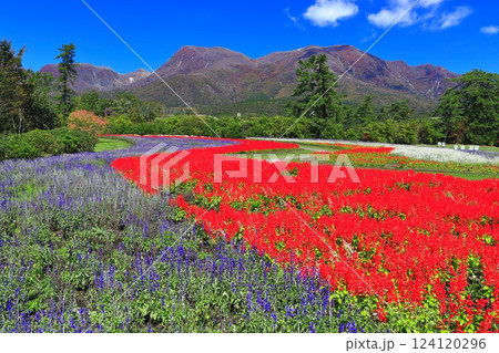 【大分県】晴天のくじゅう花公園（みはらしの丘のサルビア） 124120296