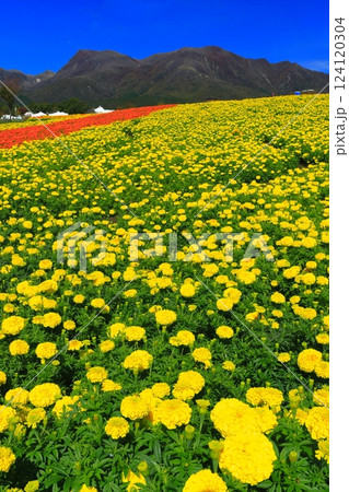 【大分県】晴天のくじゅう花公園(高原の彩りのマリーゴールド) 【大分県】晴天のくじゅう花公園(高原の彩りのマリーゴールド) 124120304