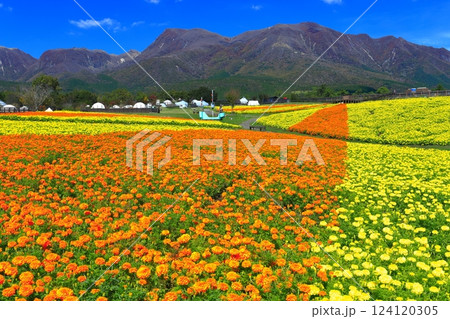 【大分県】晴天のくじゅう花公園（高原の彩りのマリーゴールド） 124120305