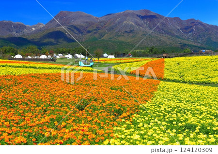 【大分県】晴天のくじゅう花公園(高原の彩りのマリーゴールド) 【大分県】晴天のくじゅう花公園(高原の彩りのマリーゴールド) 124120309