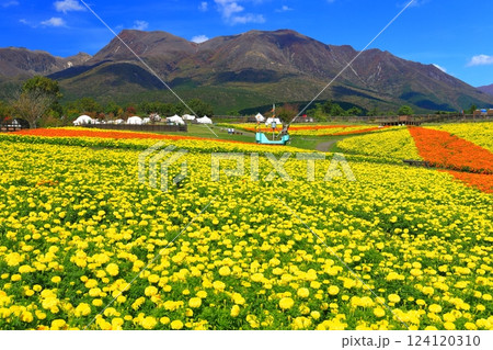 【大分県】晴天のくじゅう花公園(高原の彩りのマリーゴールド) 【大分県】晴天のくじゅう花公園(高原の彩りのマリーゴールド) 124120310