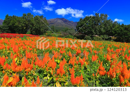 【大分県】晴天のくじゅう花公園（そよ風の丘のケイトウ） 124120313