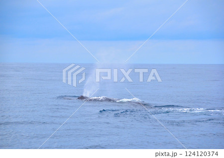 ホエールウォッチング　座間味島沖 124120374
