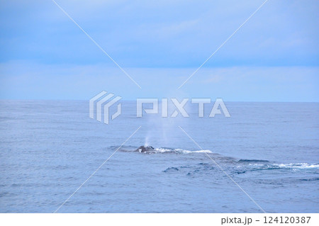 ホエールウォッチング　座間味島沖 124120387