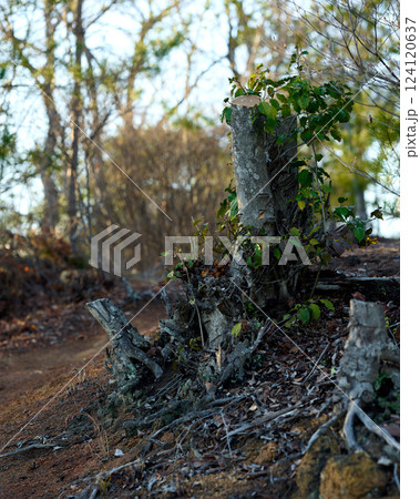 伐採した木の周りから新しい枝が生えている様子 124120637