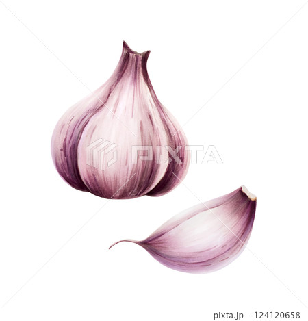 Garlic bulb and clove. Watercolor hand drawn illustration isolated on transparent background. For designers, menu, decoration, food blog, ecofriendly branding. Healthy eating concept Garlic bulb and clove. Watercolor hand drawn illustration isolated on transparent background. For designers, menu, decoration, food blog, ecofriendly branding. Healthy eating concept 124120658