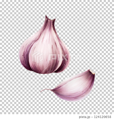 Garlic bulb and clove. Watercolor hand drawn illustration isolated on transparent background. For designers, menu, decoration, food blog, ecofriendly branding. Healthy eating concept Garlic bulb and clove. Watercolor hand drawn illustration isolated on transparent background. For designers, menu, decoration, food blog, ecofriendly branding. Healthy eating concept 124120658