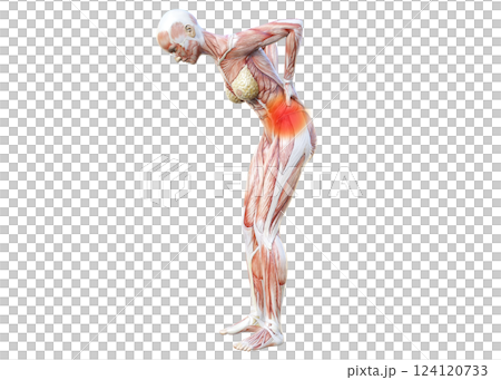 一名女性因下背部疼痛將雙手放在下背部的肌肉解剖圖、上身、背部視圖(紅色疼痛圖像)的 3D 插圖 一名女性因下背部疼痛將雙手放在下背部的肌肉解剖圖、上身、背部視圖(紅色疼痛圖像)的 3D 插圖 124120733