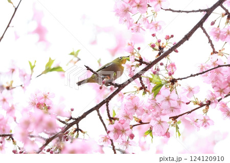 桜とメジロ 13 124120910