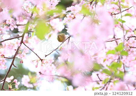 桜とメジロ 15 124120912