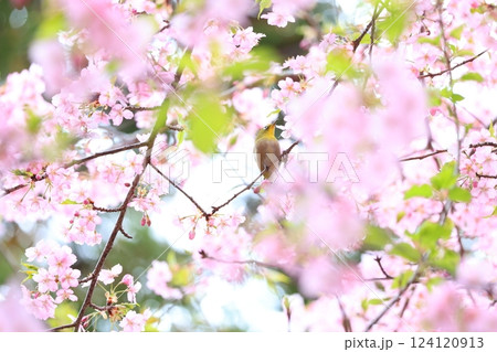桜とメジロ 16 124120913