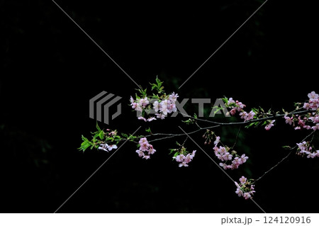 黒いバックで河津桜を撮影 2 黒いバックで河津桜を撮影 2 124120916