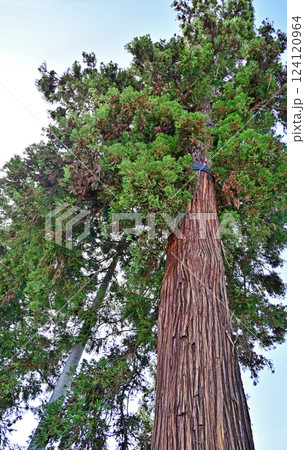 中山道安中宿散歩:安中杉並木 安中市原市 中山道安中宿散歩:安中杉並木 安中市原市 124120964
