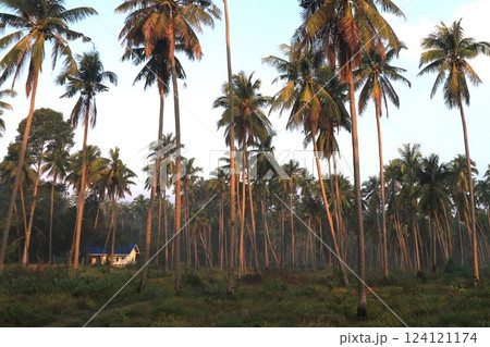 Small houses on the island with many coconut trees 124121174