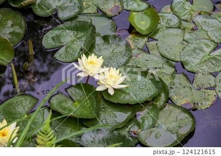 白い睡蓮 124121615