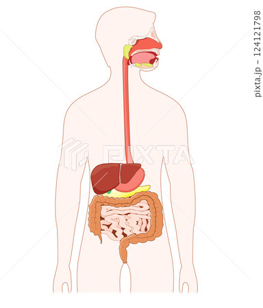 Human Digestive system Human Digestive system 124121798