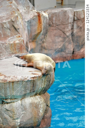新潟市水族館マリンピア日本海 寝ているアザラシ 新潟市水族館マリンピア日本海 寝ているアザラシ 124121834