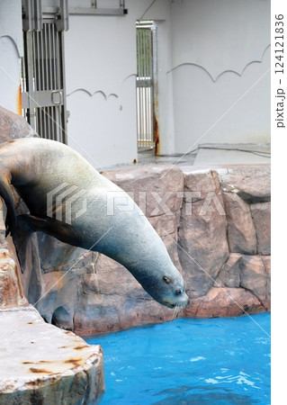 新潟市水族館マリンピア日本海 飛び込み寸前のアザラシ 新潟市水族館マリンピア日本海 飛び込み寸前のアザラシ 124121836