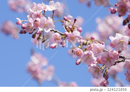 青空を背景に咲く河津桜 124121850