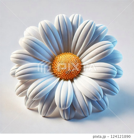清楚なマーガレットの花一輪 124121890