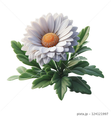 ナチュラルで可愛いマーガレット ナチュラルで可愛いマーガレット 124121997