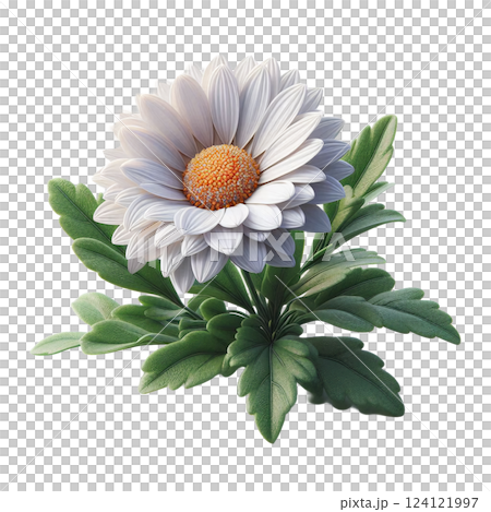 ナチュラルで可愛いマーガレット ナチュラルで可愛いマーガレット 124121997