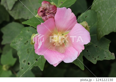 フヨウの花 124122130