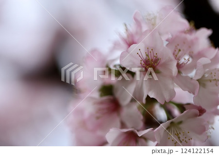 春の公園に咲く桜　春の花 124122154