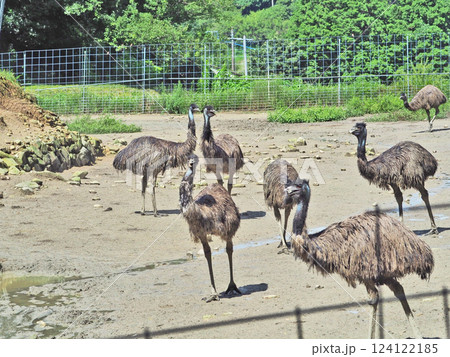 大型の鳥類二足歩行のエミュー飼育場 124122185