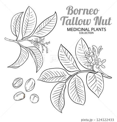 Borneo Tallow Nut Outline Illustration 124122433