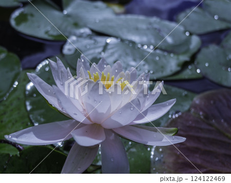 白い睡蓮 124122469