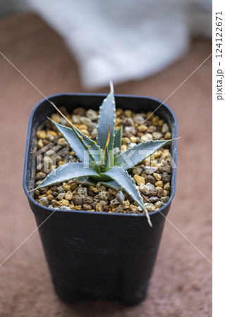 多肉植物 アガベ エボリスピナ 多肉植物 アガベ エボリスピナ 124122671