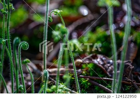 初夏の高清水トレイルの植物　朝日に照らされたシダ植物の新芽1　岡山県苫田郡鏡野町 124122950