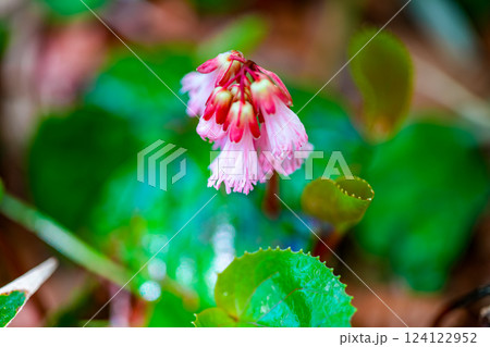 初夏の高清水トレイルの植物 イワカガミの花2 岡山県苫田郡鏡野町 初夏の高清水トレイルの植物 イワカガミの花2 岡山県苫田郡鏡野町 124122952