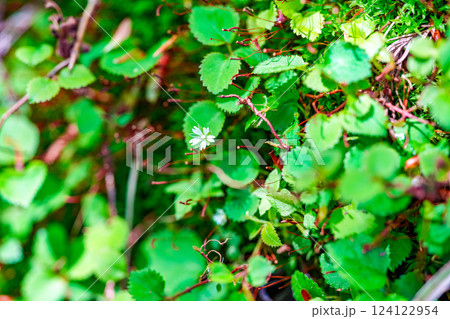 初夏の高清水トレイルの植物 可憐に咲くミヤマハコベの花3 岡山県苫田郡鏡野町 初夏の高清水トレイルの植物 可憐に咲くミヤマハコベの花3 岡山県苫田郡鏡野町 124122954