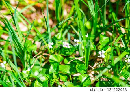初夏の高清水トレイルの植物 タチツボスミレ5 岡山県苫田郡鏡野町 初夏の高清水トレイルの植物 タチツボスミレ5 岡山県苫田郡鏡野町 124122958